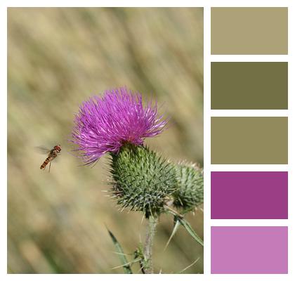 Insect Hover Fly Thistle Image